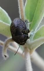 Orsilochides guttata