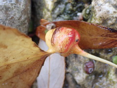 Pemphigus spyrothecae