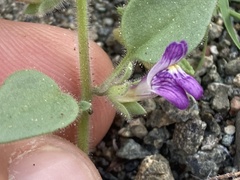 Pseudorontium cyathiferum