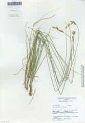 Carex xerantica