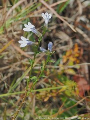 Lobelia brevifolia