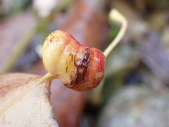 Pemphigus spyrothecae