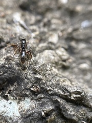 Brachyponera chinensis