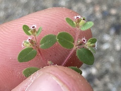 Euphorbia setiloba