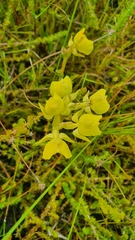Pterygodium acutifolium