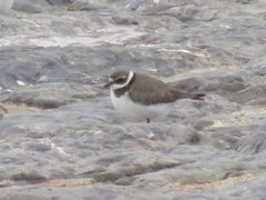 Charadrius hiaticula