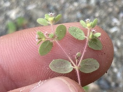 Euphorbia setiloba