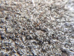 Caloplaca sideritis