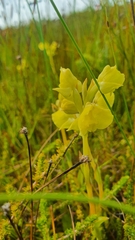 Pterygodium acutifolium