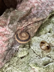 Caracolus marginella