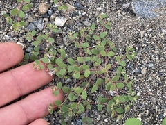 Euphorbia setiloba