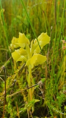 Pterygodium acutifolium