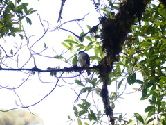 Microspizias collaris