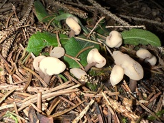 Cudonia circinans