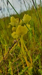 Pterygodium acutifolium