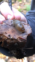 Arion intermedius