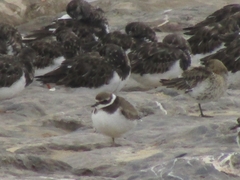 Charadrius hiaticula
