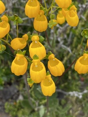 Calceolaria corymbosa