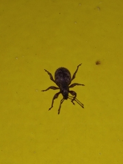 Otiorhynchus crataegi