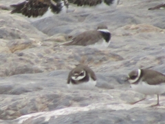 Charadrius hiaticula