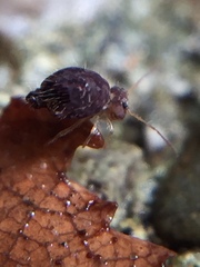 Sminthuridae