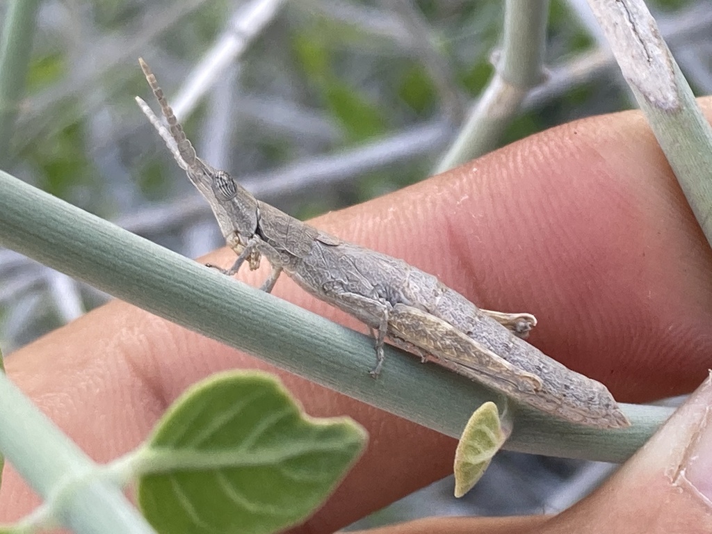 Ichthiacris costulata
