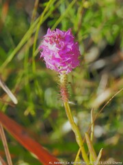 Polygala cruciata