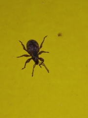 Otiorhynchus crataegi