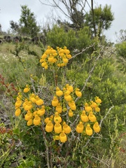 Calceolaria corymbosa