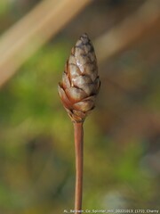 Xyris ambigua