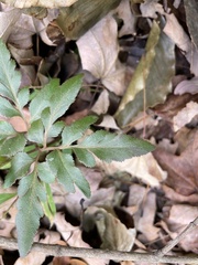 Sceptridium biternatum