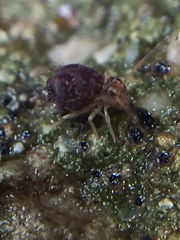 Sminthuridae