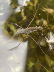 Gerris lacustris