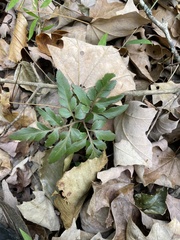 Sceptridium biternatum