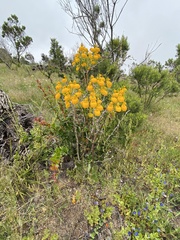 Calceolaria corymbosa