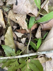 Sceptridium biternatum