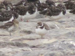 Charadrius hiaticula