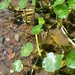 Floating Marsh Pennywort - Photo (c) Zihao Wang, some rights reserved (CC BY), uploaded by Zihao Wang