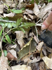 Sceptridium biternatum