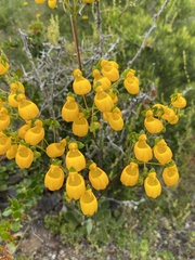 Calceolaria corymbosa