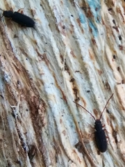 Uleiota planata