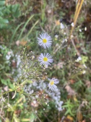 Erigeron annuus