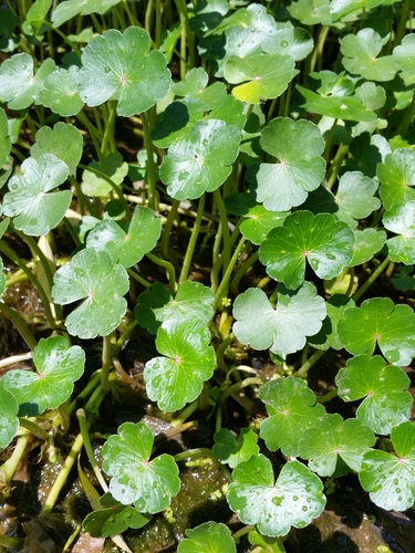 floating marsh pennywort