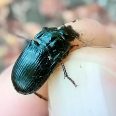 Abax parallelepipedus