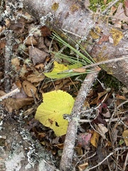 Acer pensylvanicum