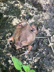 Hypopachus variolosus