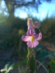 Proboscidea parviflora