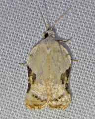 Acleris subnivana