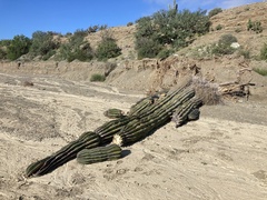 Pachycereus pringlei