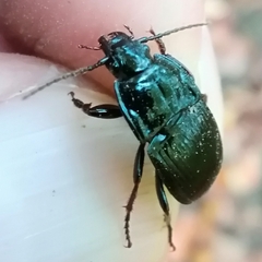 Abax parallelepipedus